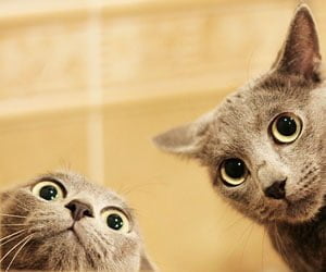This is a photo of funny-looking cats.